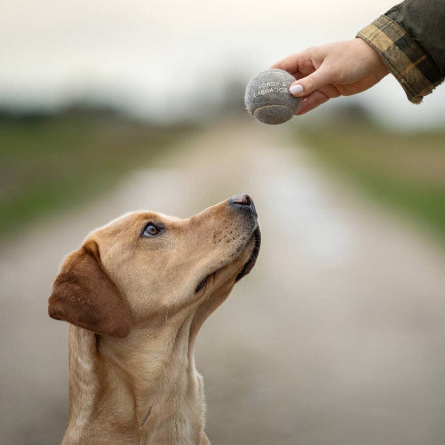 Dog looking at a ball held by a person outdoors