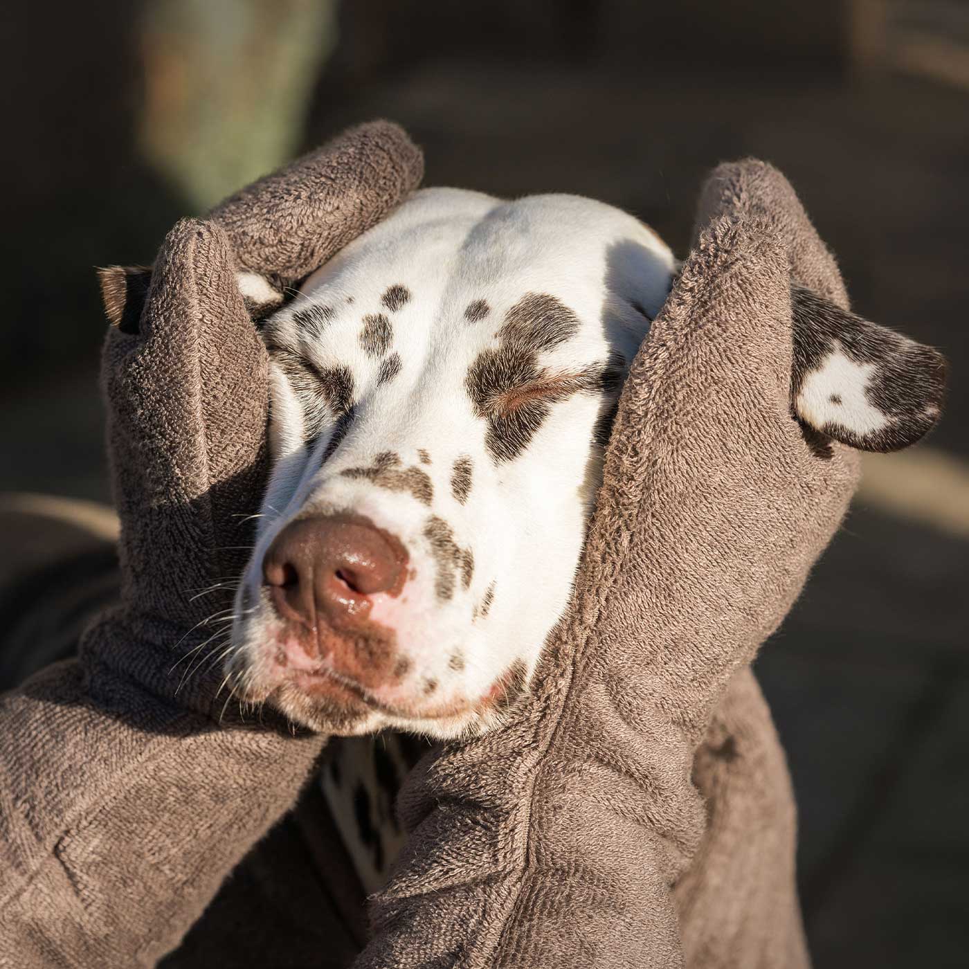 Super absorbent dog drying gloves
