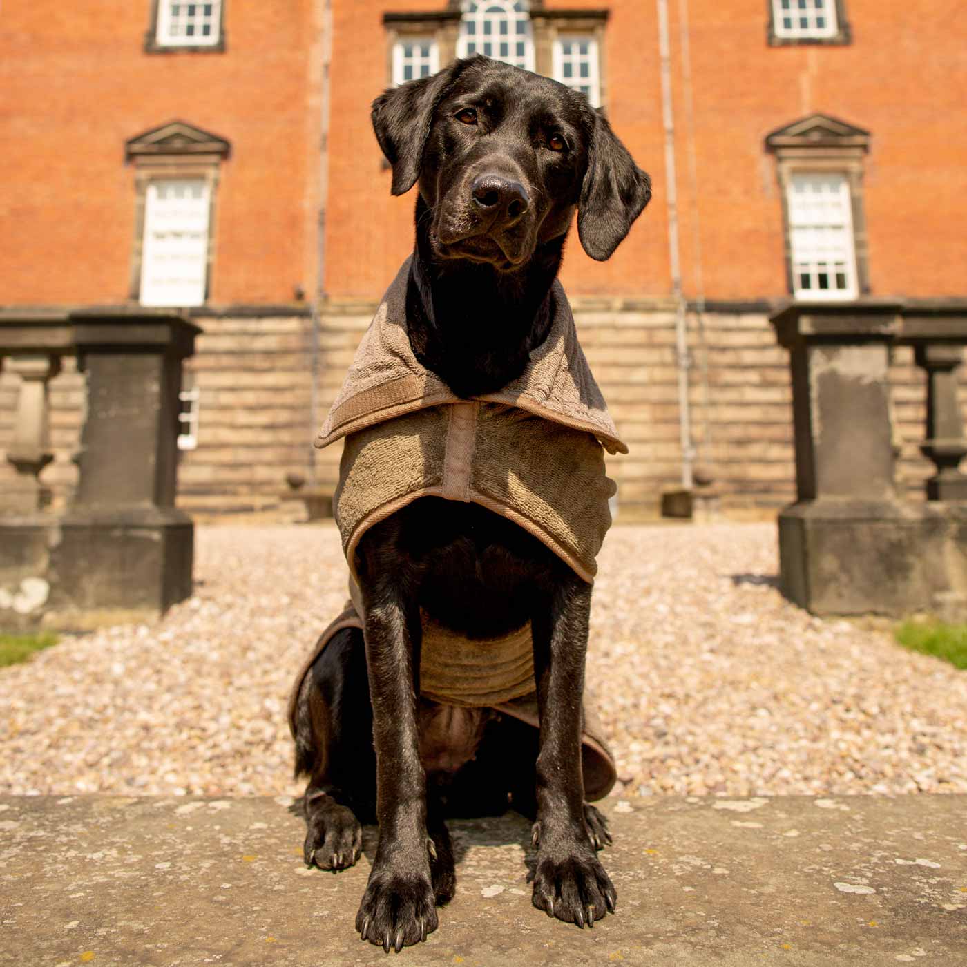 Super absorbent dog drying robe for wet walks