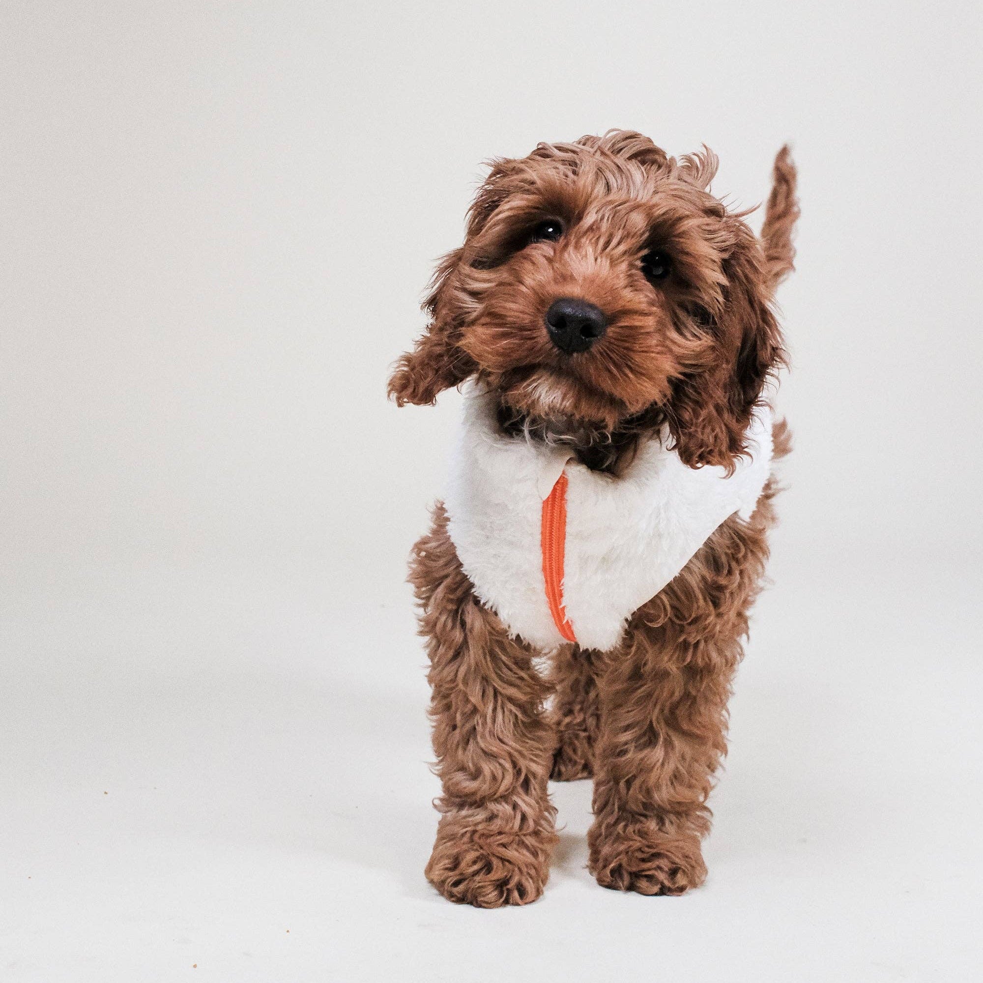 Dog wearing the Cream Sherpa Fleece Dog Vest by Barc London