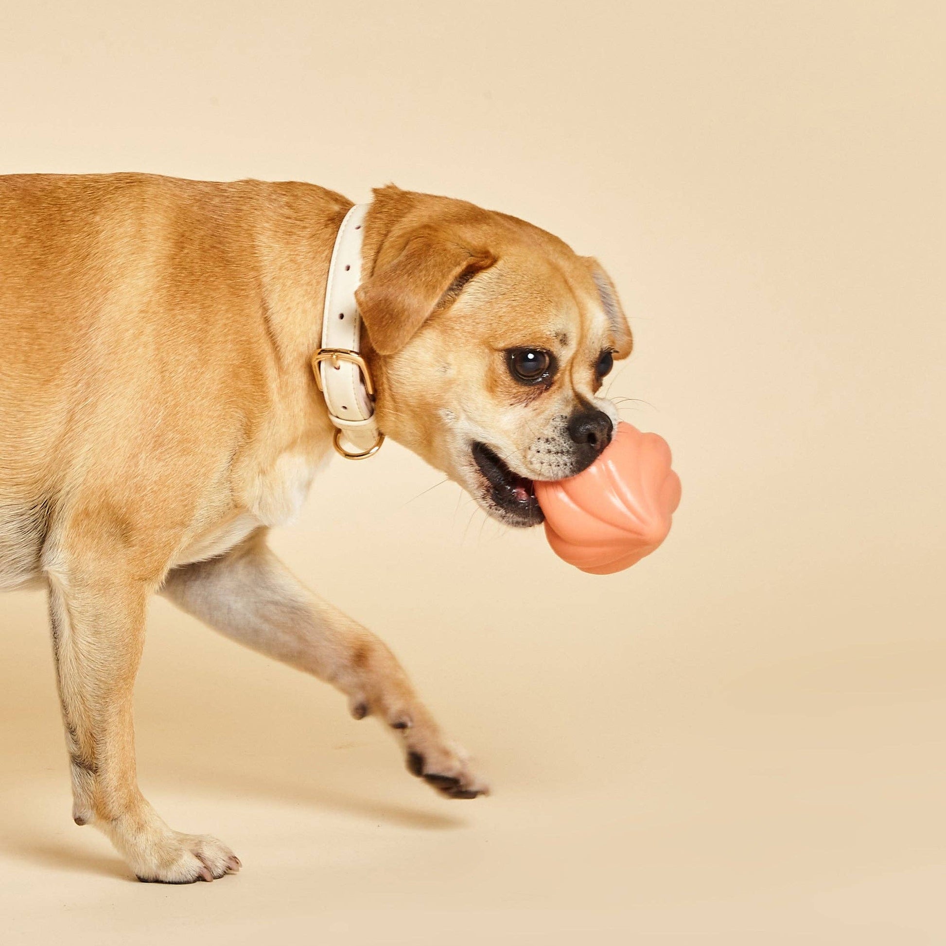 Dog playing with the Whippy Dog Squeaker by Barc London