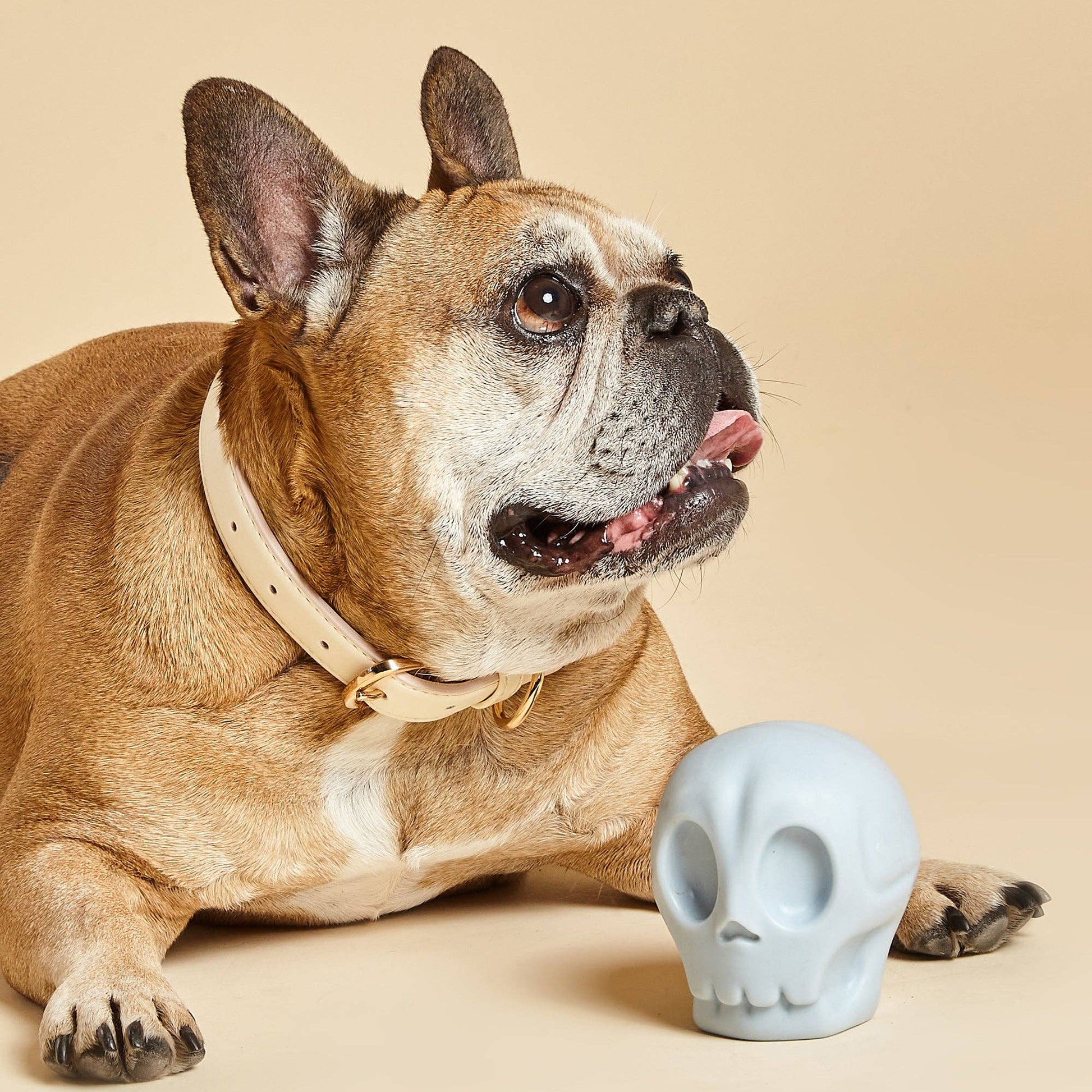 Side view of the Skully Squeaky Dog Toy by Barc London