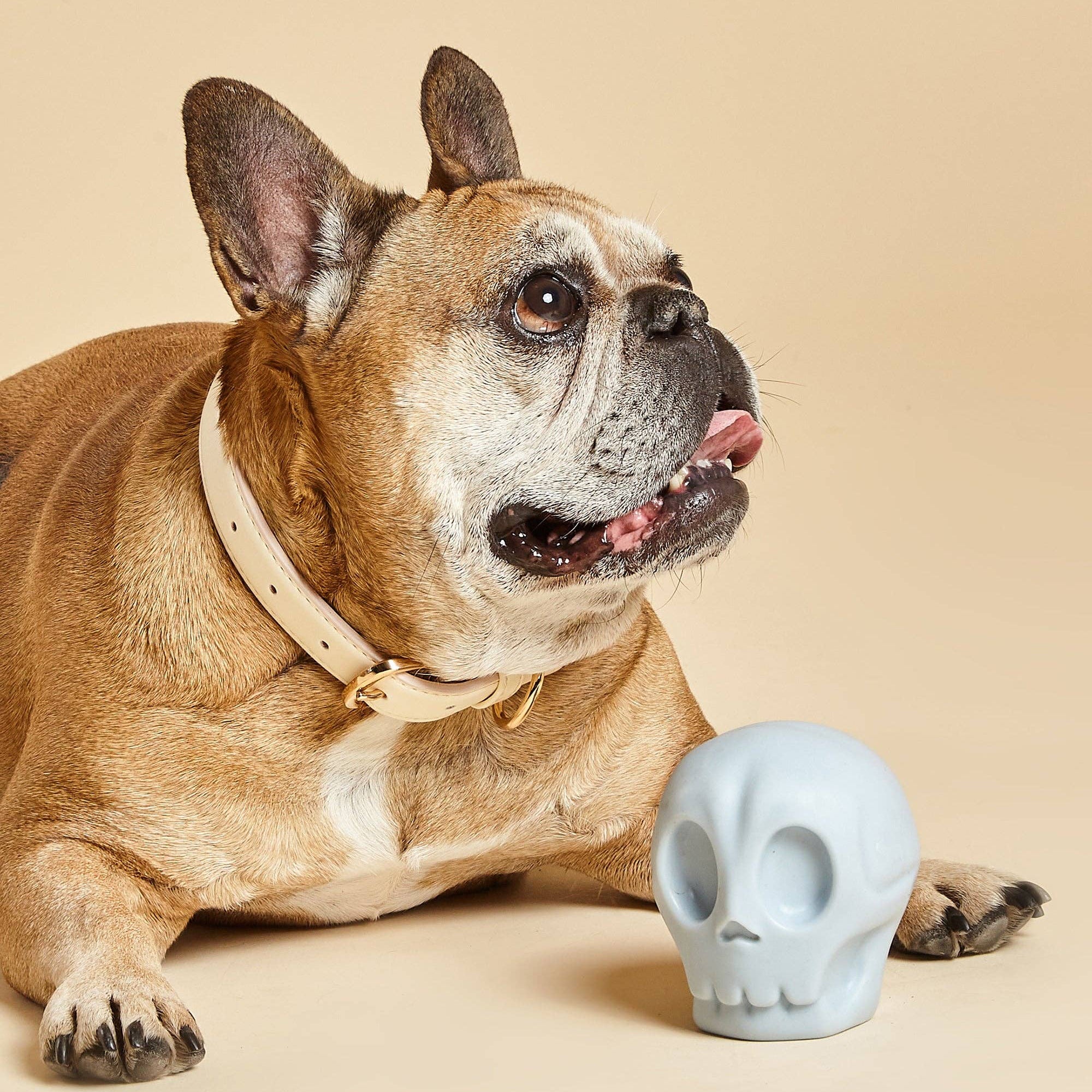 Side view of the Skully Squeaky Dog Toy by Barc London