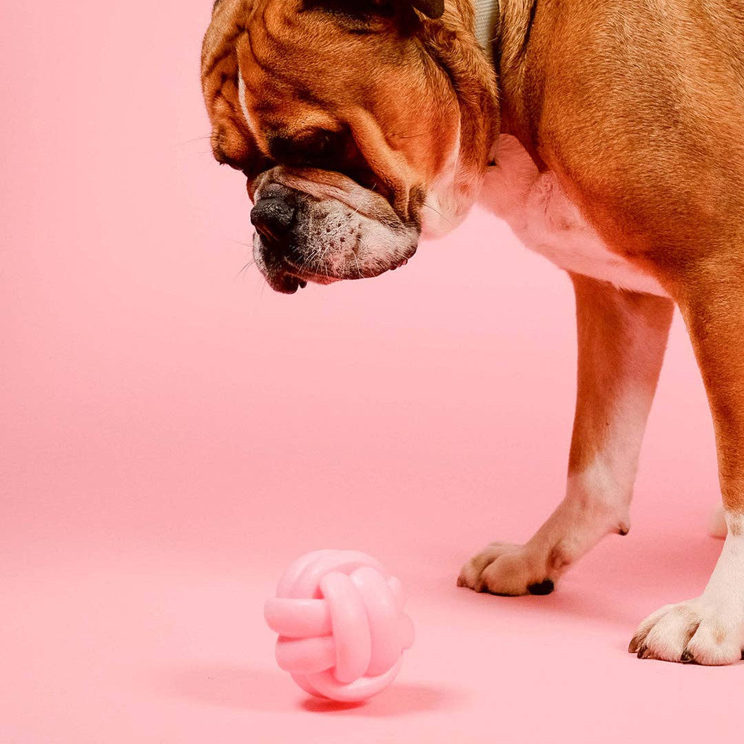 Dog playing fetch with the Knotball Squeaky Dog Toy by Barc London
