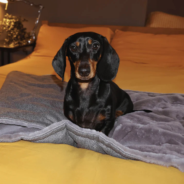 Dog lying on a towel on a wooden floor with a neutral background