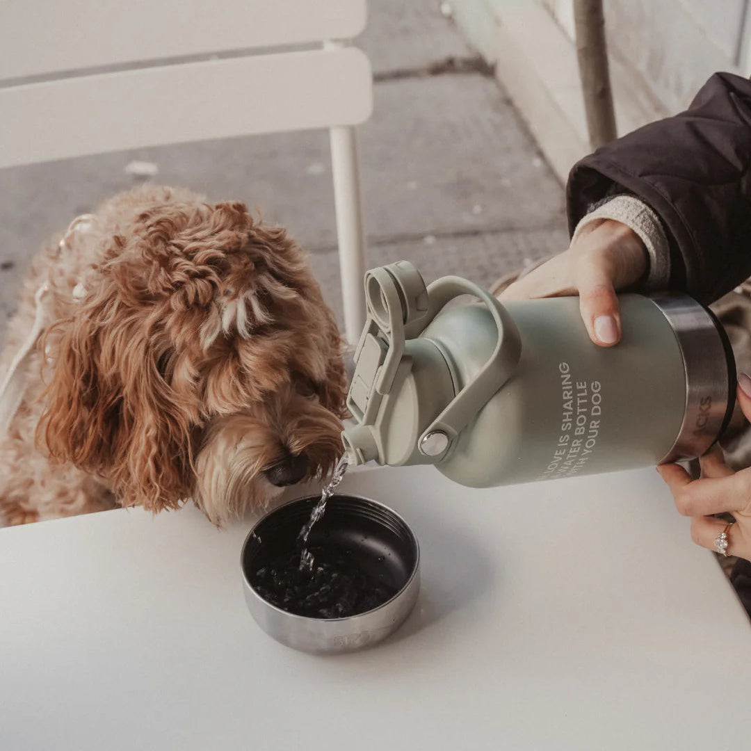 Person pouring water from a green bottle into a dog's bowl, with a dog drinking from the bowl.
