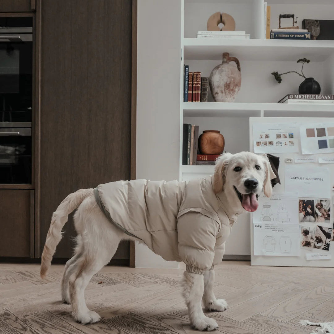 Dog wearing a beige outfit standing on a wooden floor with a bookshelf in the background.
