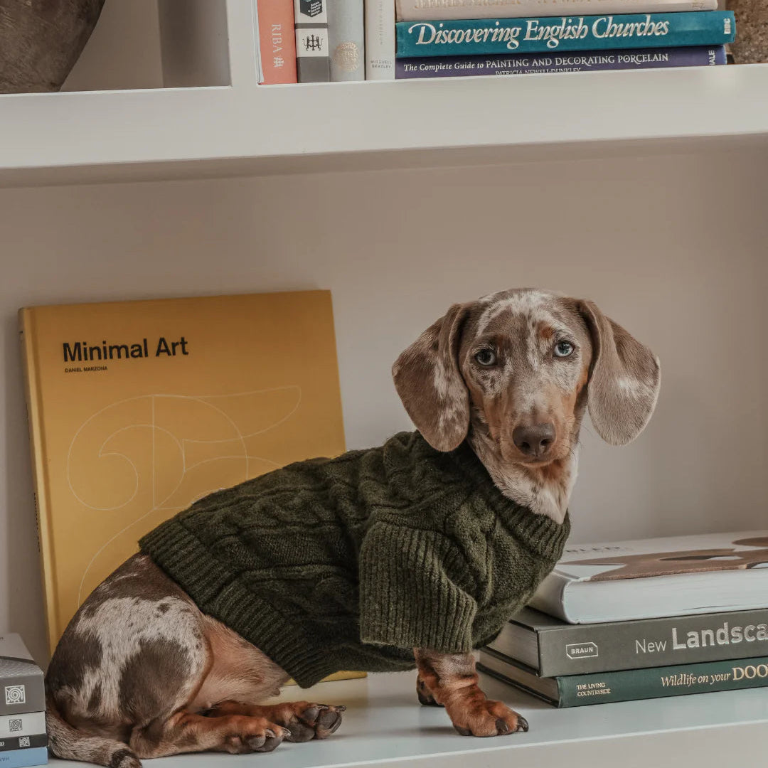 Small dog wearing a green sweater on a shelf with books