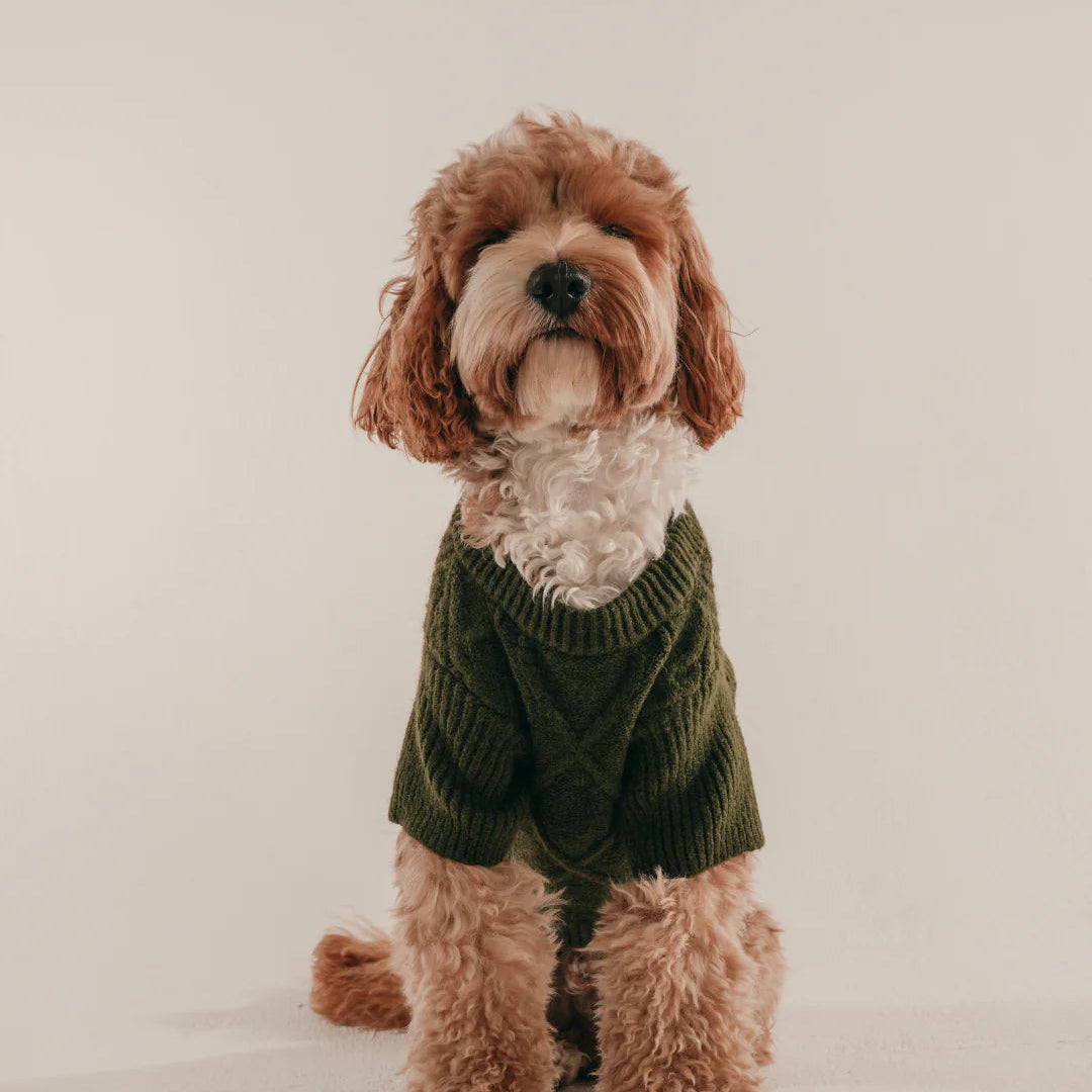 Dog wearing a green sweater on a plain background