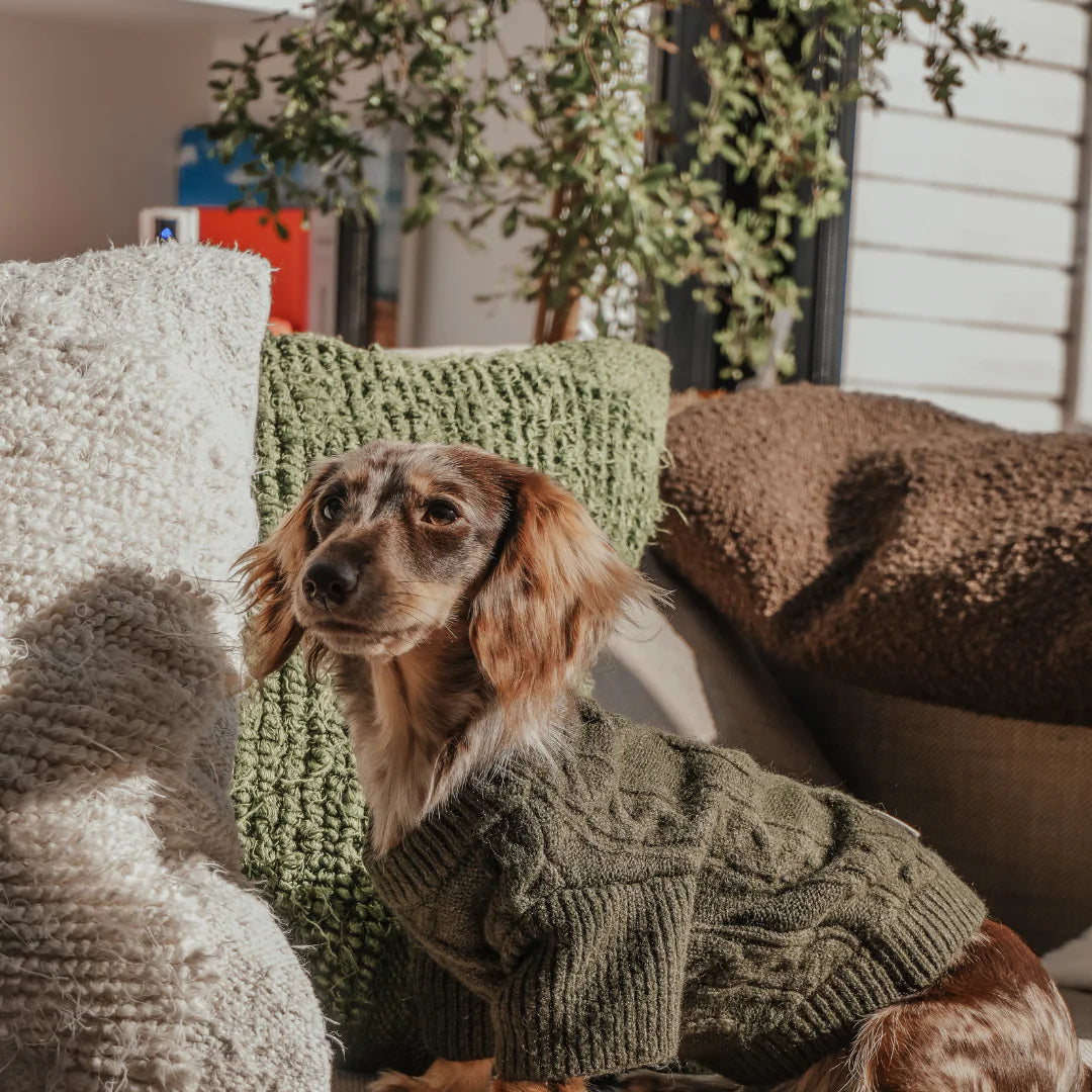 Dachshund wearing a green sweater sitting on a couch with a blurred background