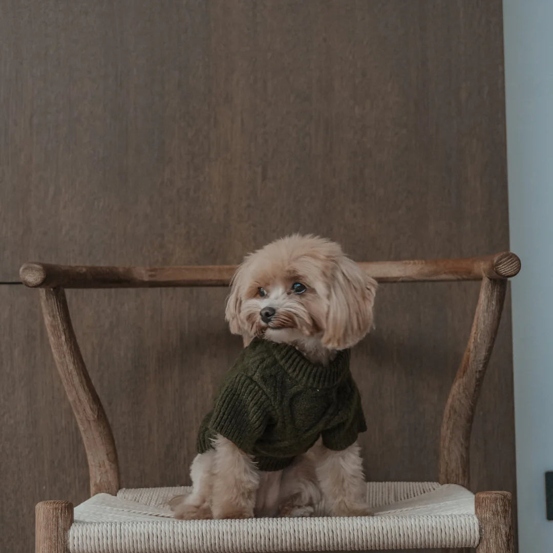 Small dog wearing a green sweater sitting on a wooden chair with a neutral background
