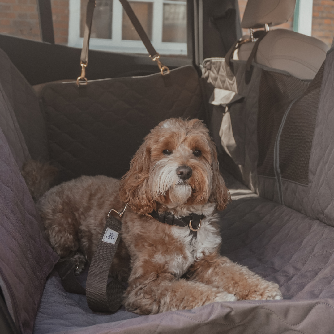 Dog sitting in the back of a car with a car seat cover.