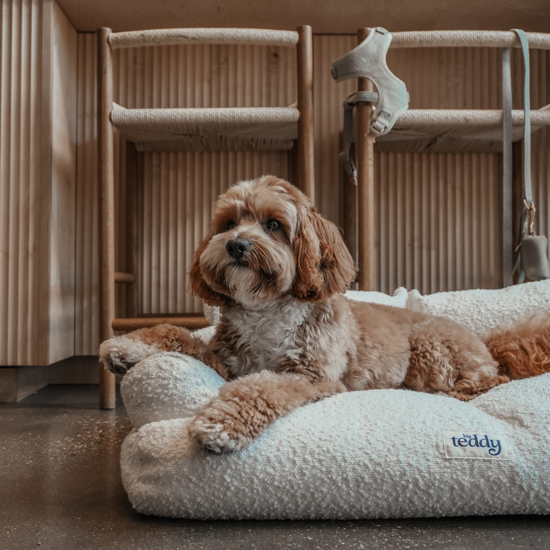 Dog lying on a fluffy white pet bed with 'teddy' branding in a room with wooden furniture.