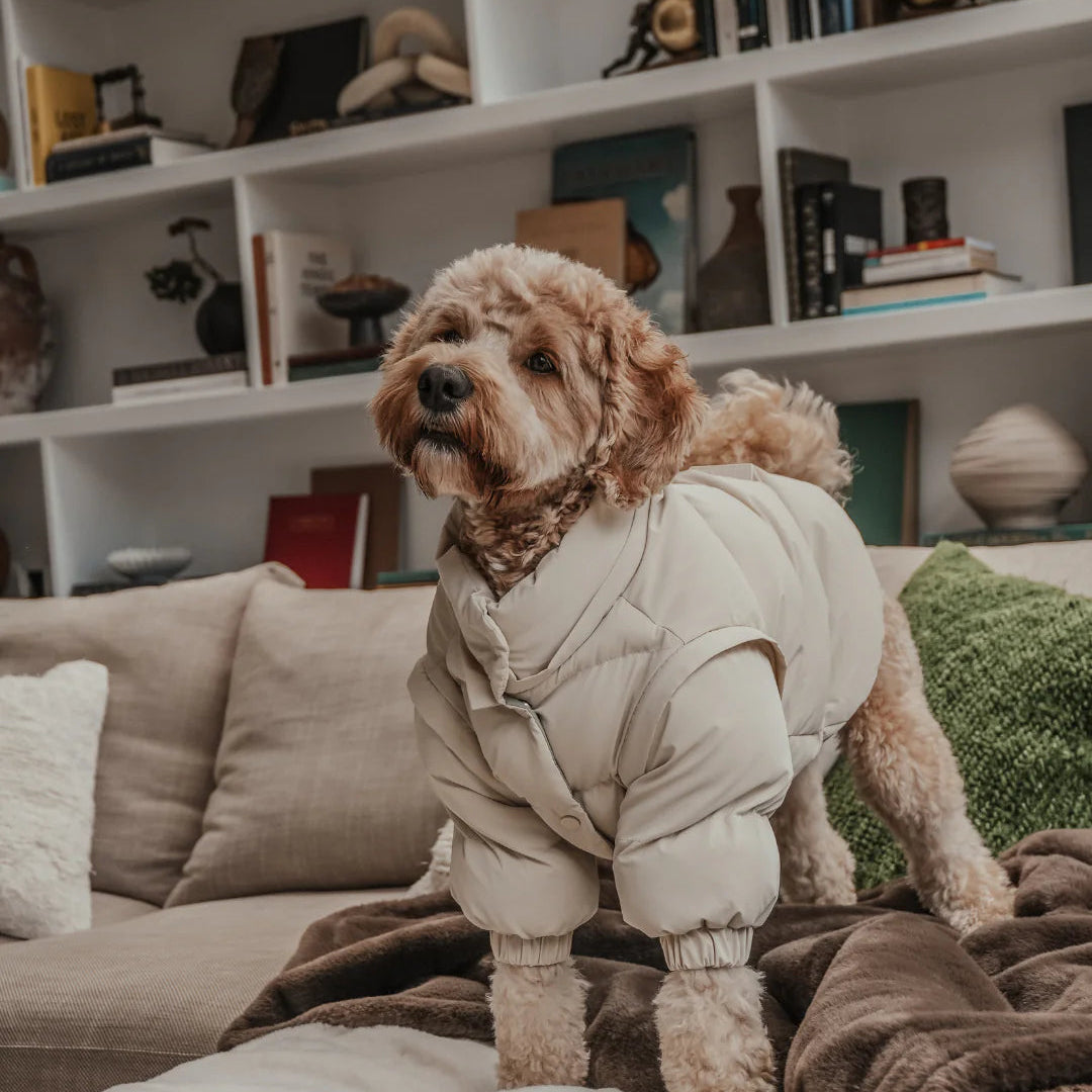 Dog wearing a small coat in a living room setting