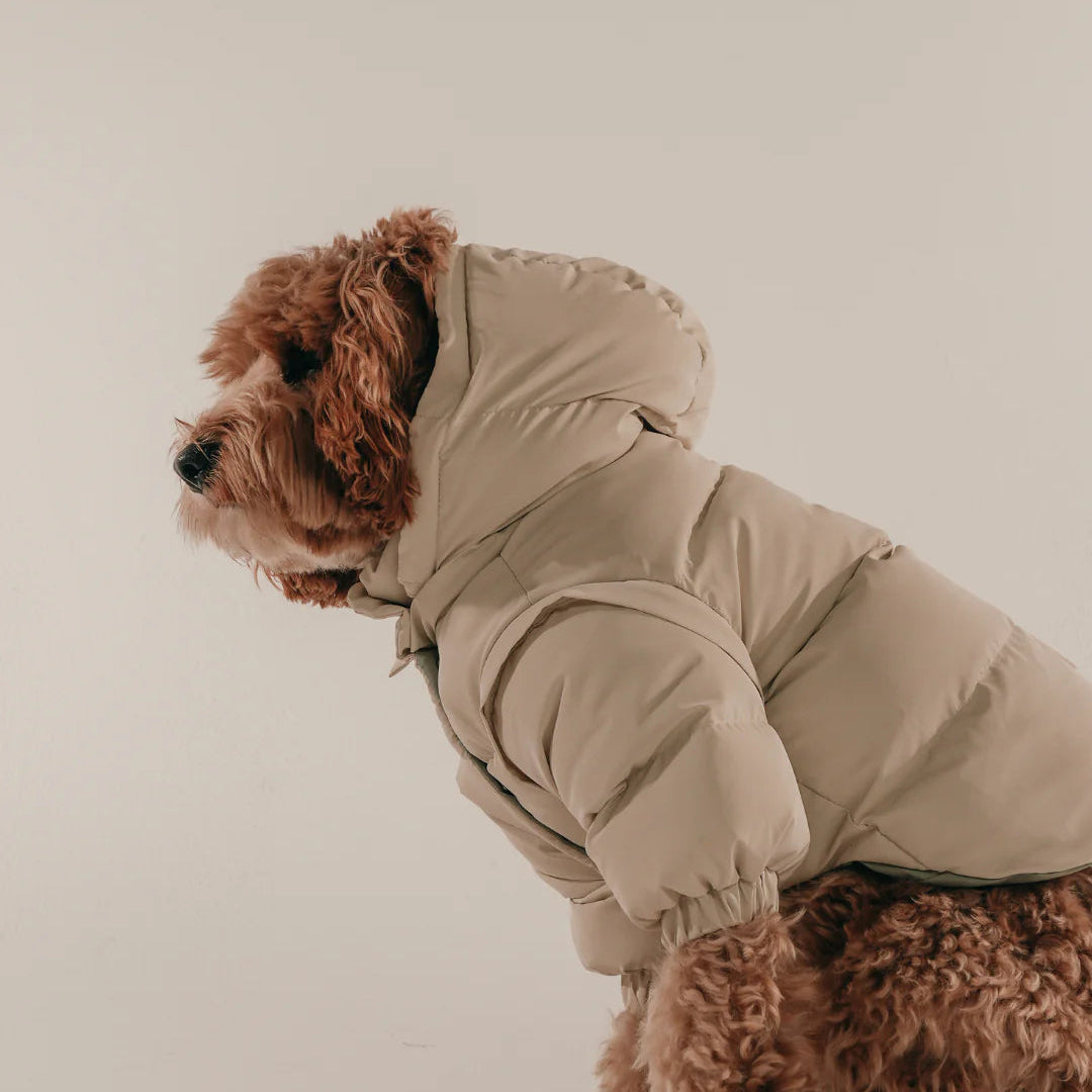 Dog wearing a beige coat on a plain background