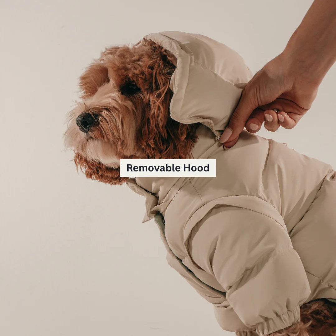 Dog wearing a beige puffer coat with a removable hood on a plain background