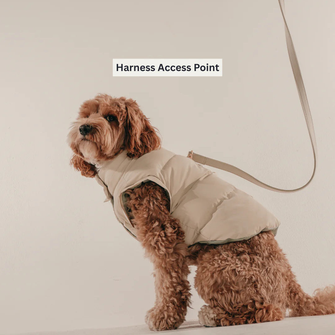 Dog wearing a beige puffer vest with a harness access point label on a plain background