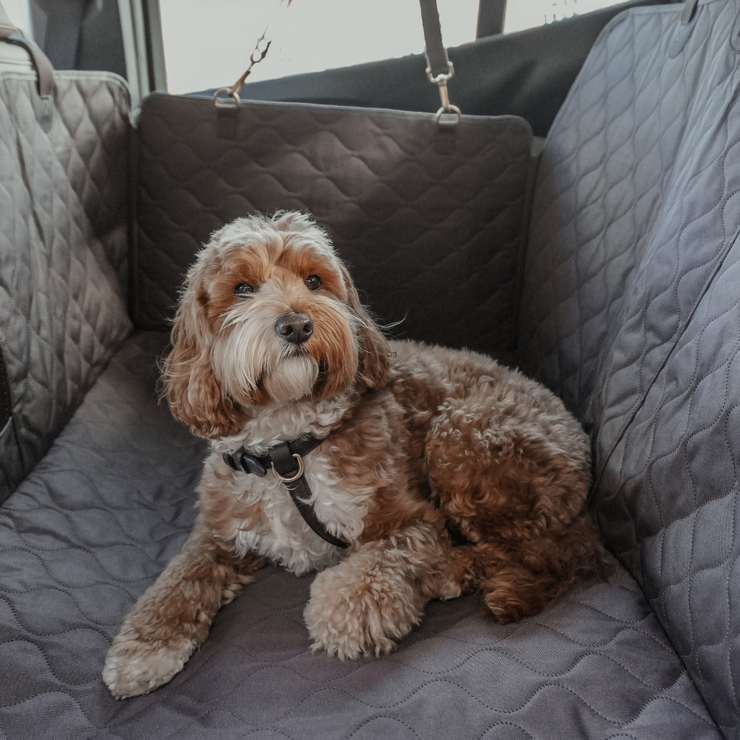 Dog sitting in a car with a gray pet seat cover