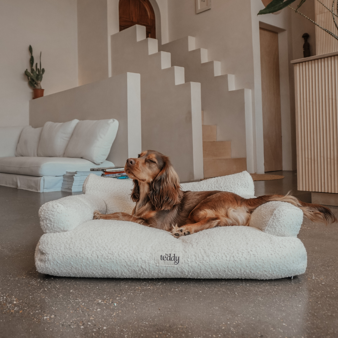 Dog lying on a white fluffy dog bed in a modern living room.