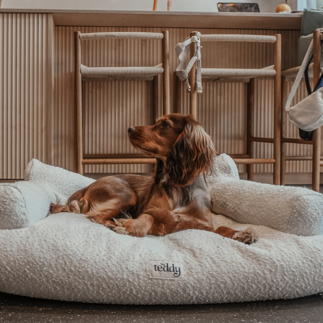 Dog lying on a fluffy beige pet bed with 'teddy' branding in a home setting.