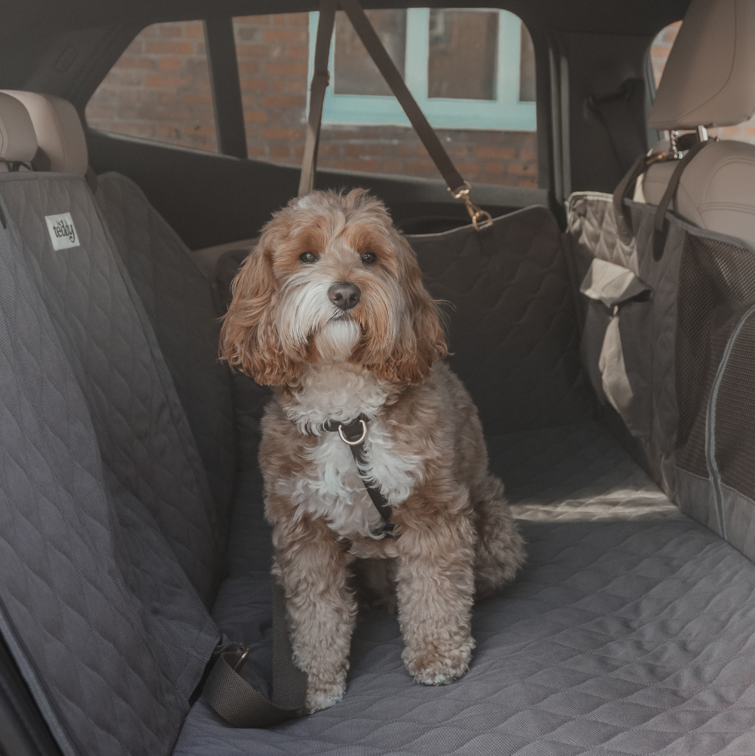 Dog sitting in the back of a car with a quilted bench cover.
