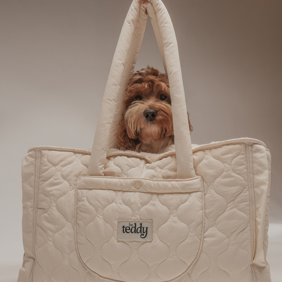 dog in a travel bag 