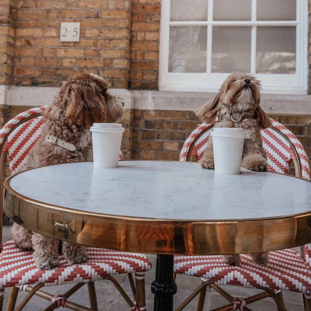 Two dogs sitting at a table with coffee cups, wearing plaid blankets.