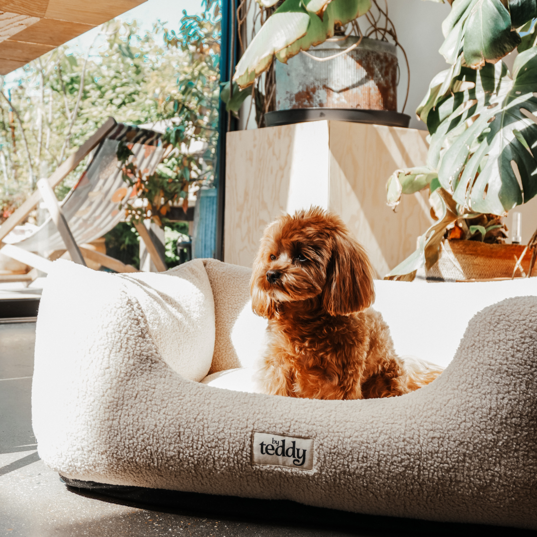 doggy on holiday cute 