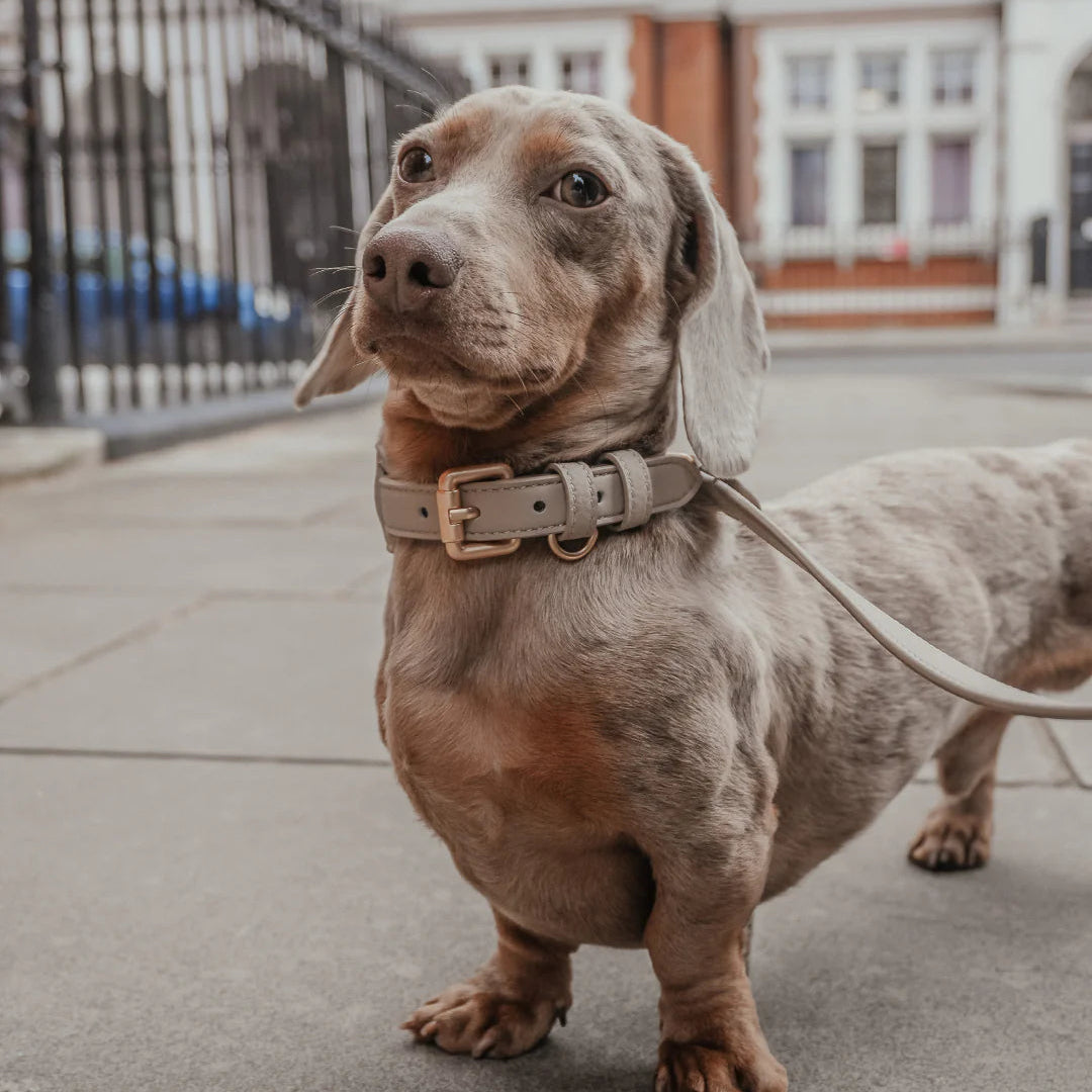 Dachshund on a leash in an urban setting with buildings in the background