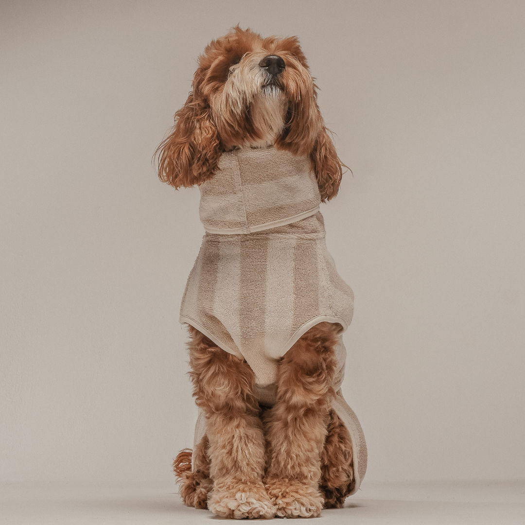 Dog wearing a striped sweater on a plain background