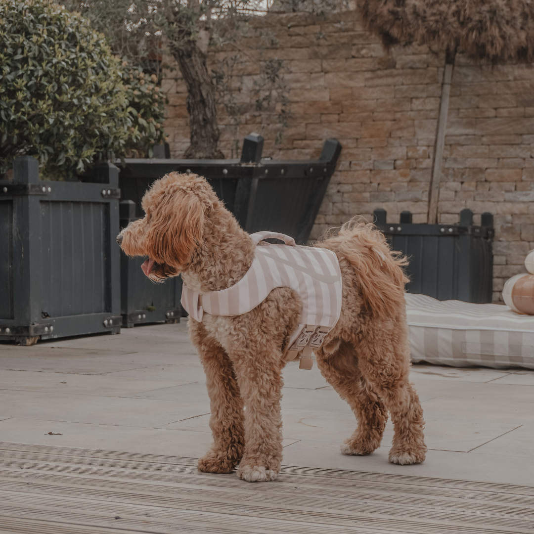 Dog wearing a striped sweater on a wooden deck with outdoor furniture and plants in the background.