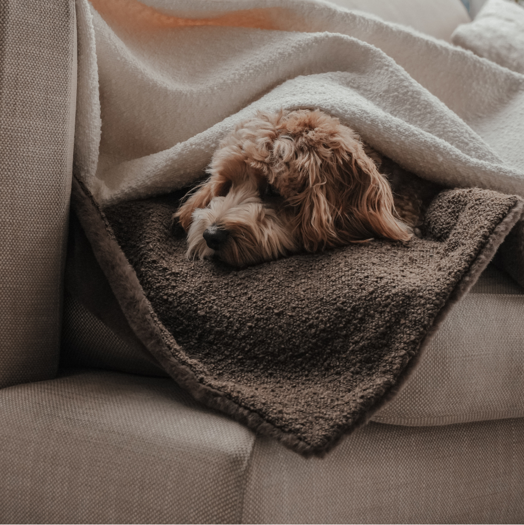Dog resting on a blanket on a couch in a cozy living room.