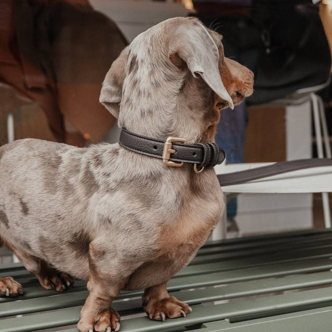 Dachshund standing on a metal surface with a blurred background