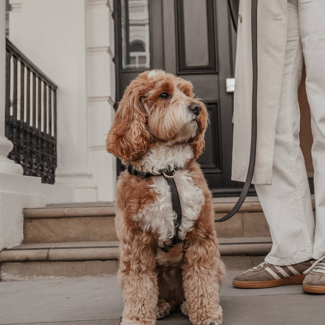 Dog on a leash standing in front of a door with a person partially visible