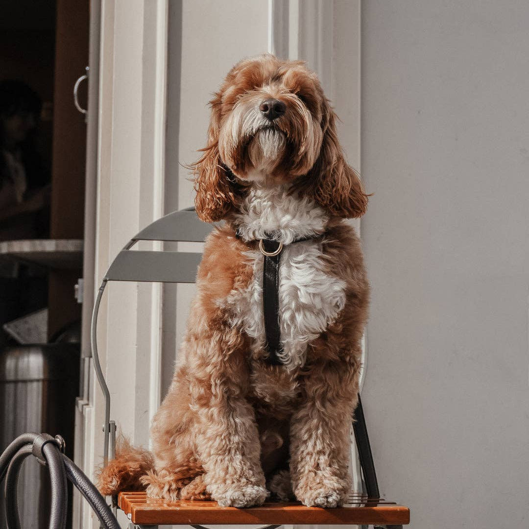 Chocolate neutral dog walking accessory from BY TEDDY
