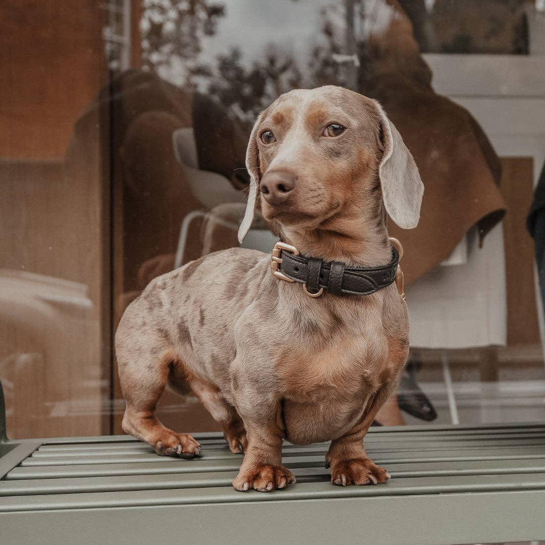 Dachshund standing on a window sill with a blurred indoor background