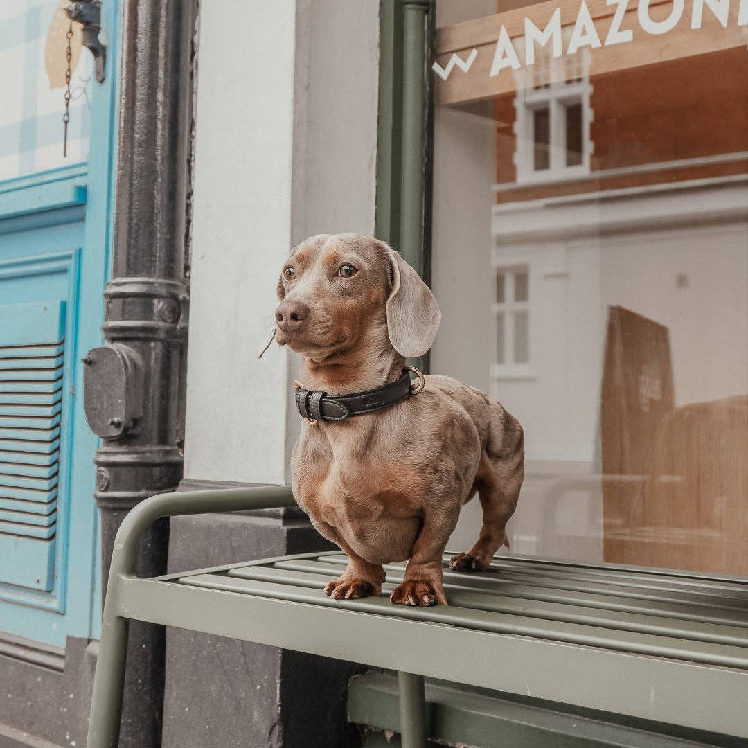 Dachshund standing on a bench with an Amazon store in the background