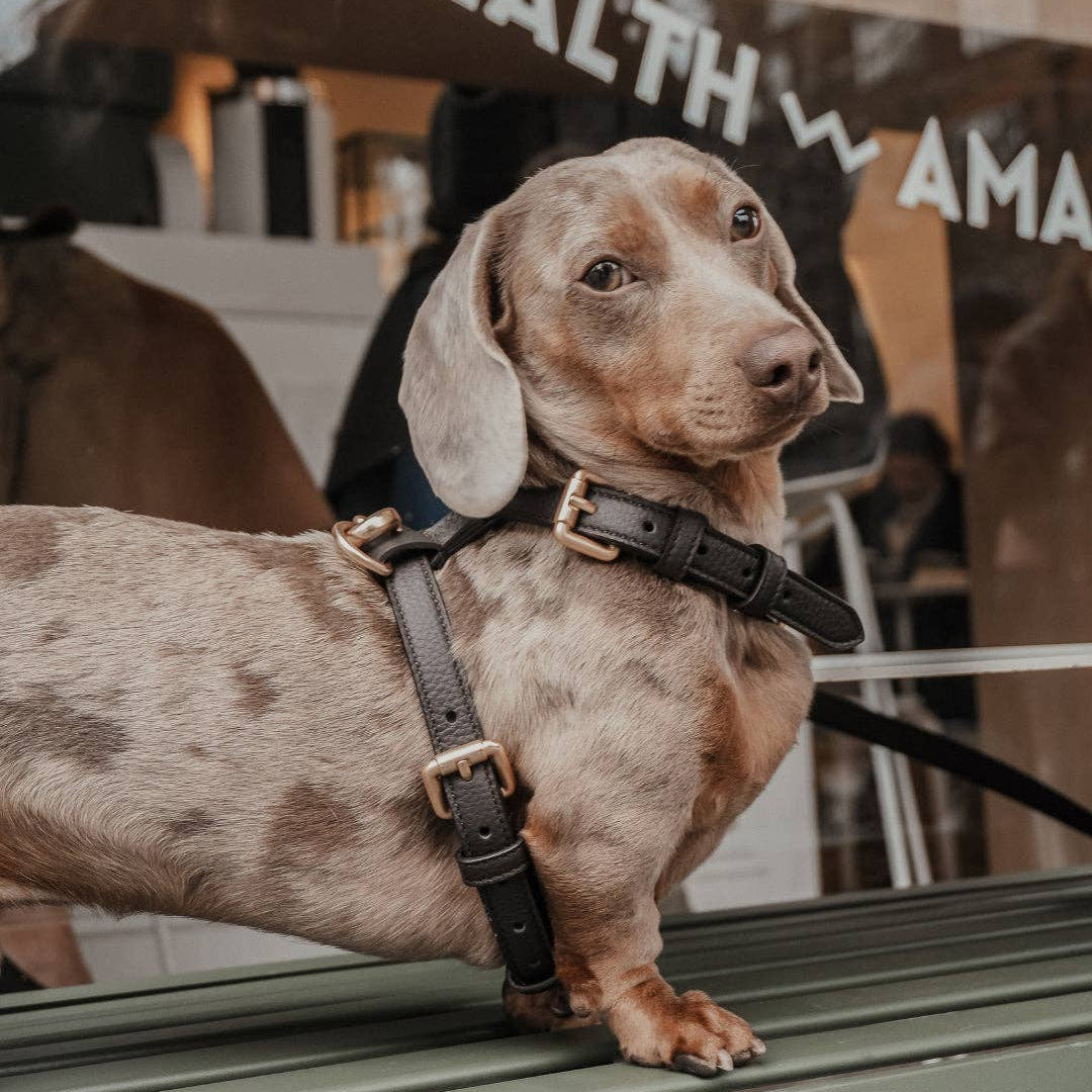 Small dog on a leash in front of a health clinic nameplate