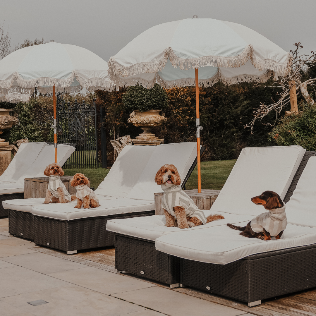 Four dogs in matching outfits sitting on lounge chairs under white umbrellas with a garden background.