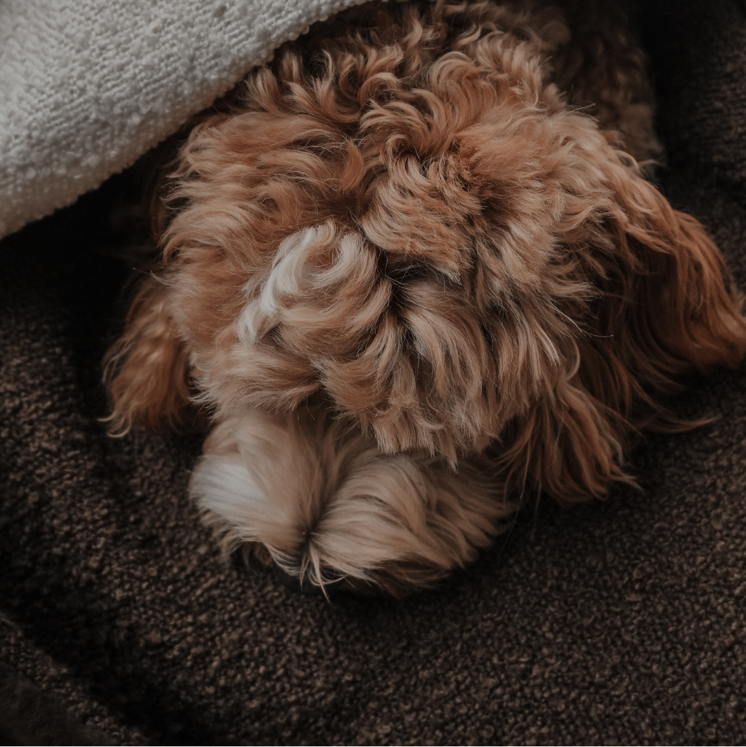 Fluffy dog peeking out from under a blanket on a carpeted floor