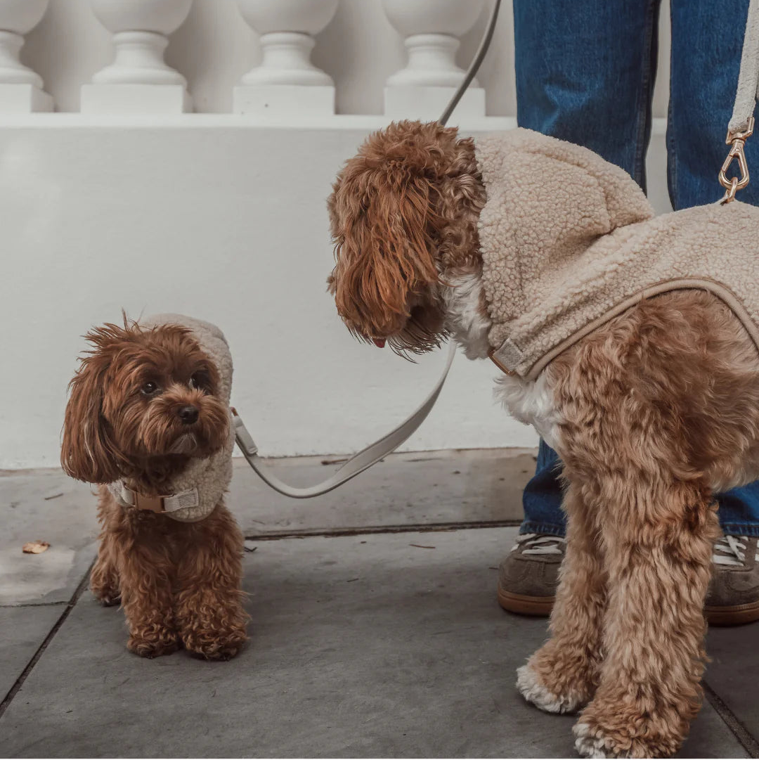 Two dogs in fleece coats standing on a sidewalk with a person partially visible.
