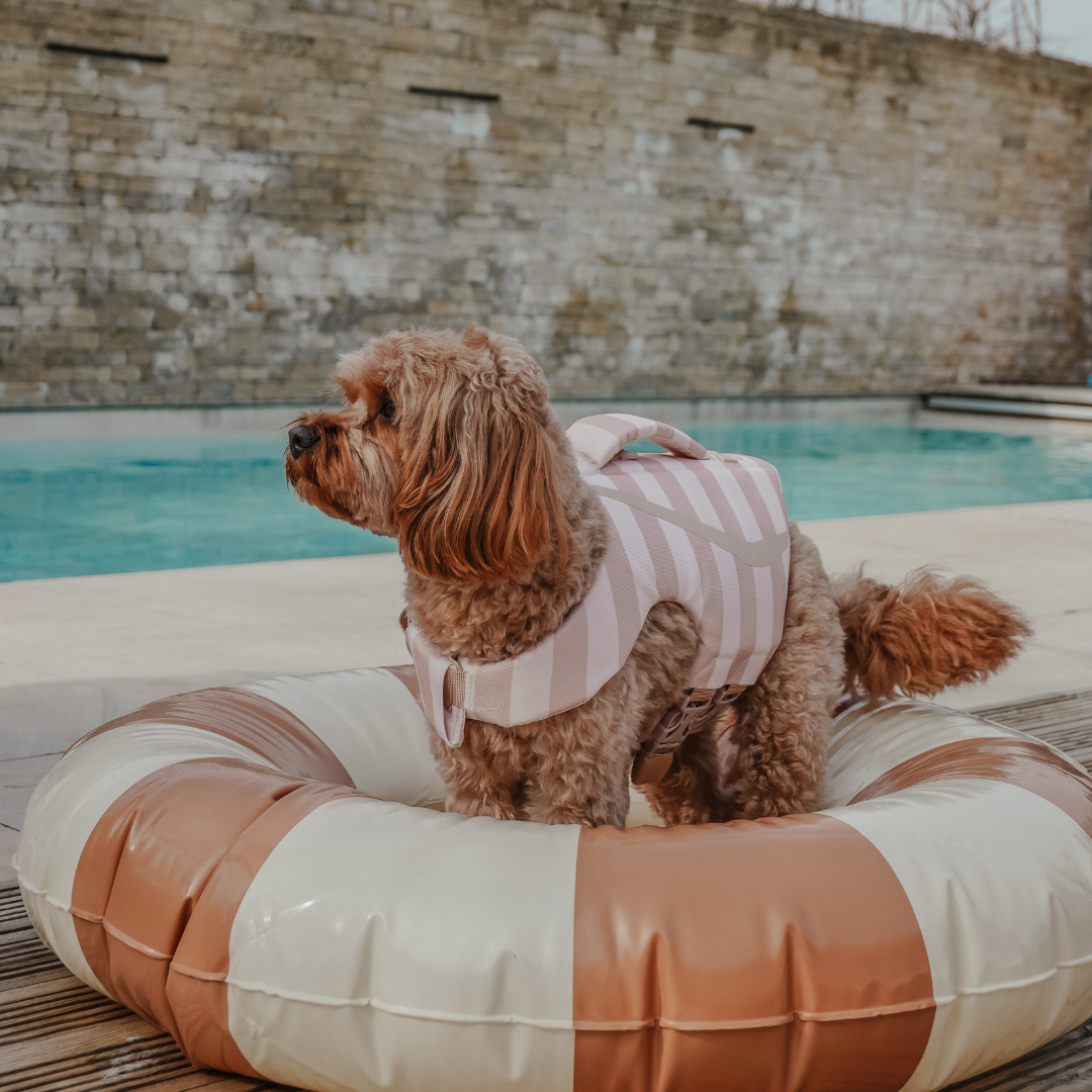Dog wearing a striped outfit sitting on an inflatable ring by a pool.