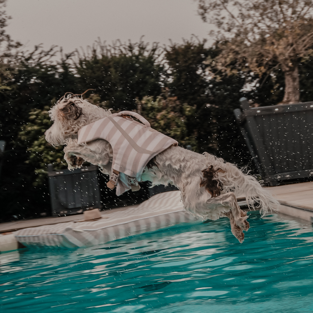 Dog wearing a striped life jacket jumping into a pool