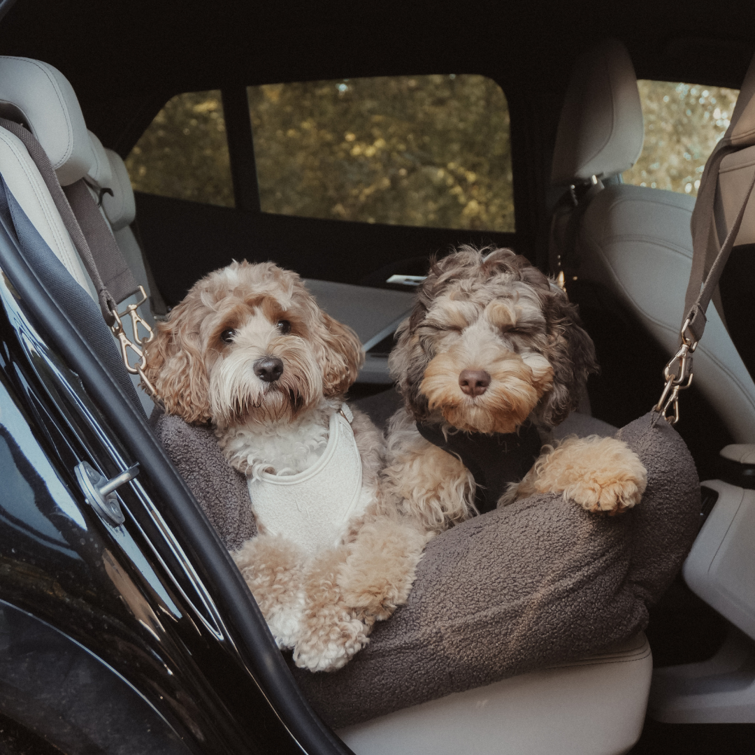 Two dogs sitting on a car seat cover in a vehicle
