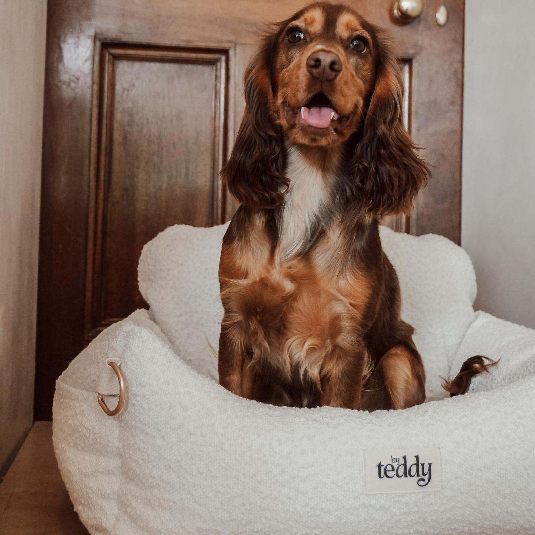 Dog relaxing inside The Bouclé Car Seat