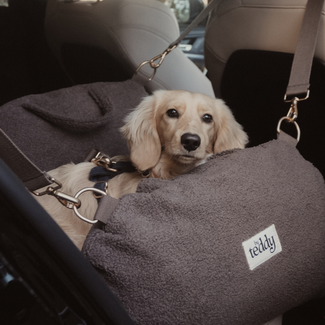 Dog relaxing inside the Chocolate Cosy Car Seat