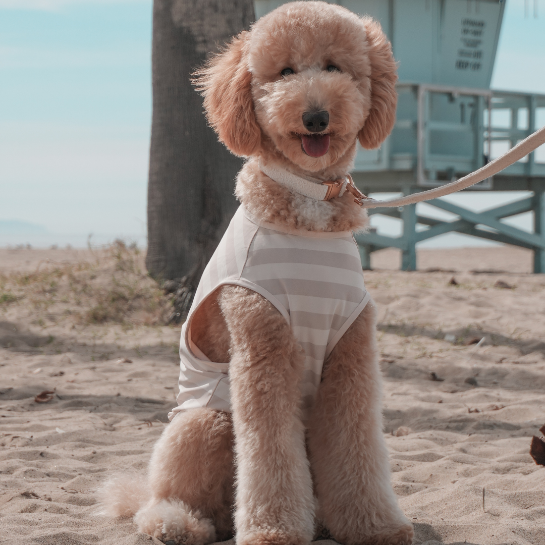 Dog wearing the Hazelnut Stripe Summer Breeze Cooling Vest