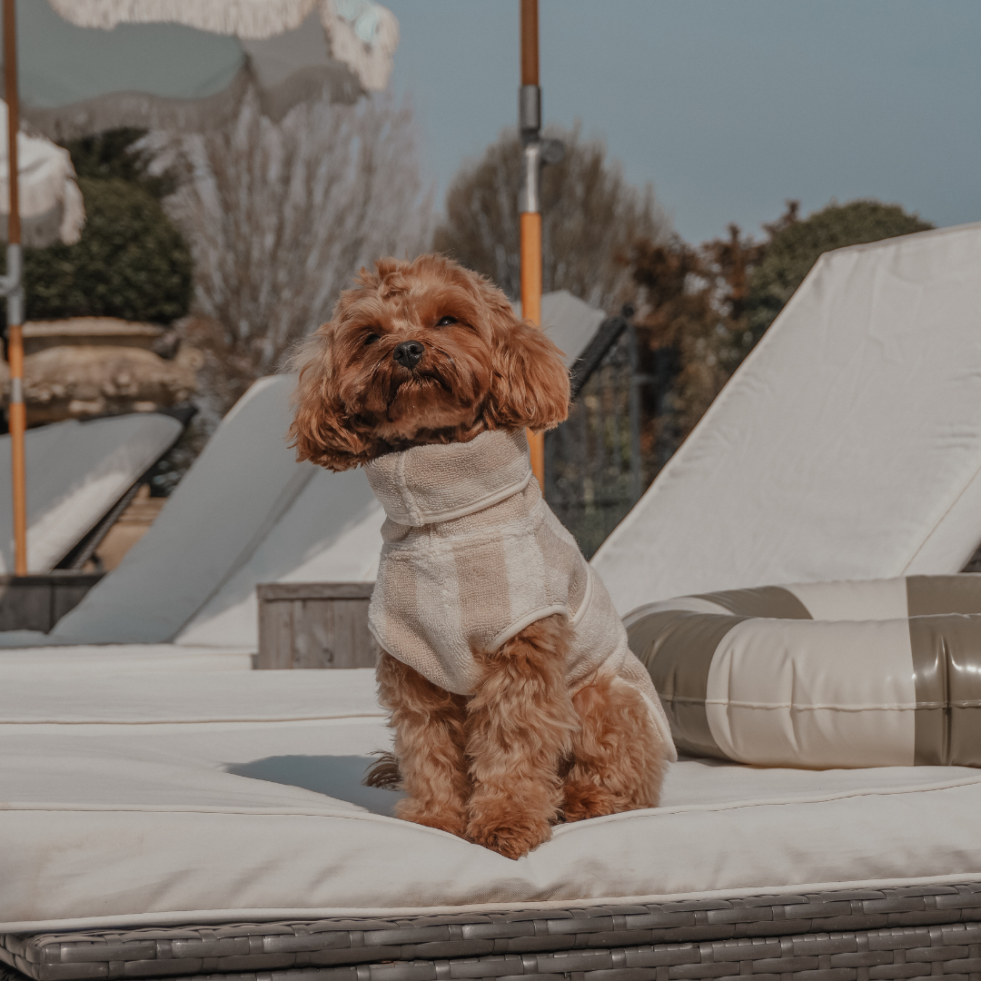 Small dog wearing a sweater sitting on a lounge chair under an umbrella.