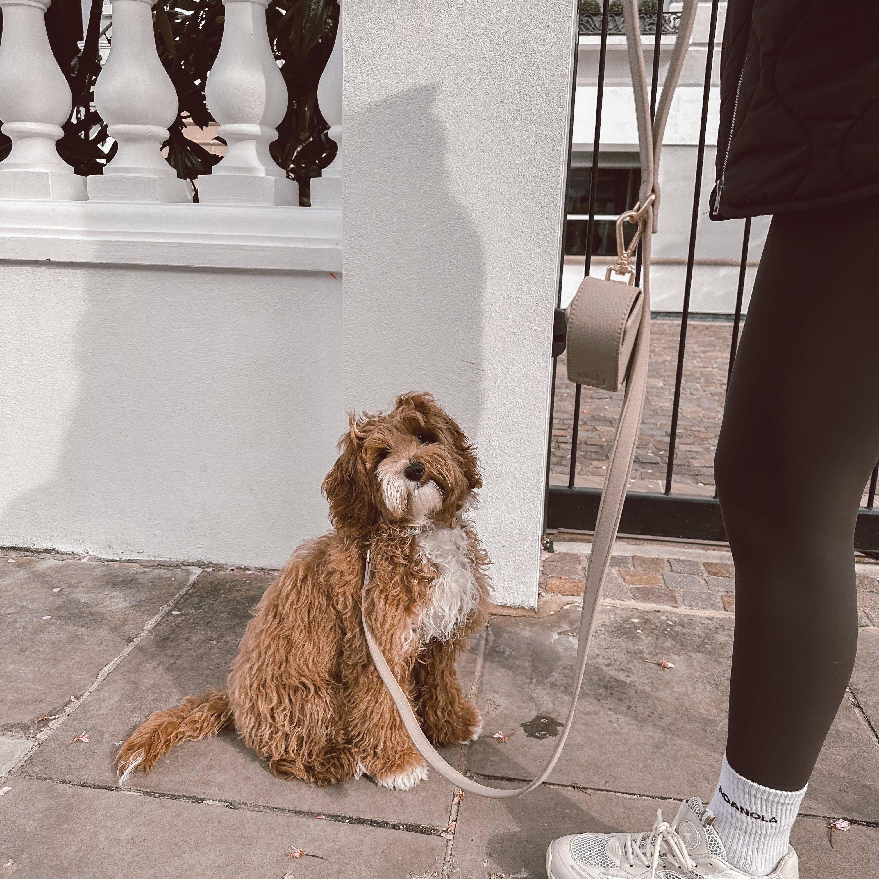 Small brown dog on a leash sitting on a sidewalk next to a person wearing sneakers.