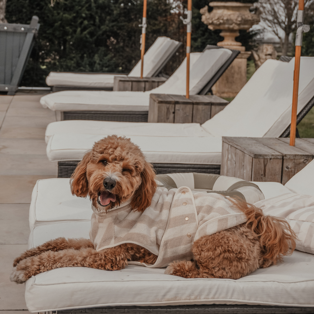 Dog wearing a patterned sweater on a lounge chair outdoors with umbrellas and chairs in the background.